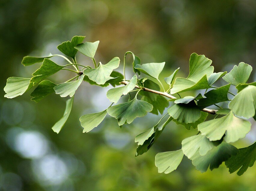Gingko biloba leaves