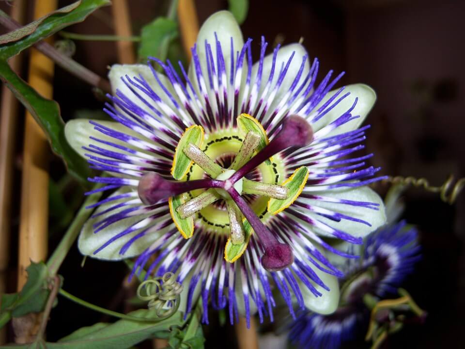 Passionflower